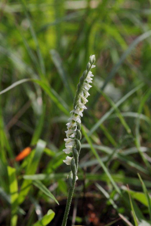 Spiranthes spiralis nel PNFC